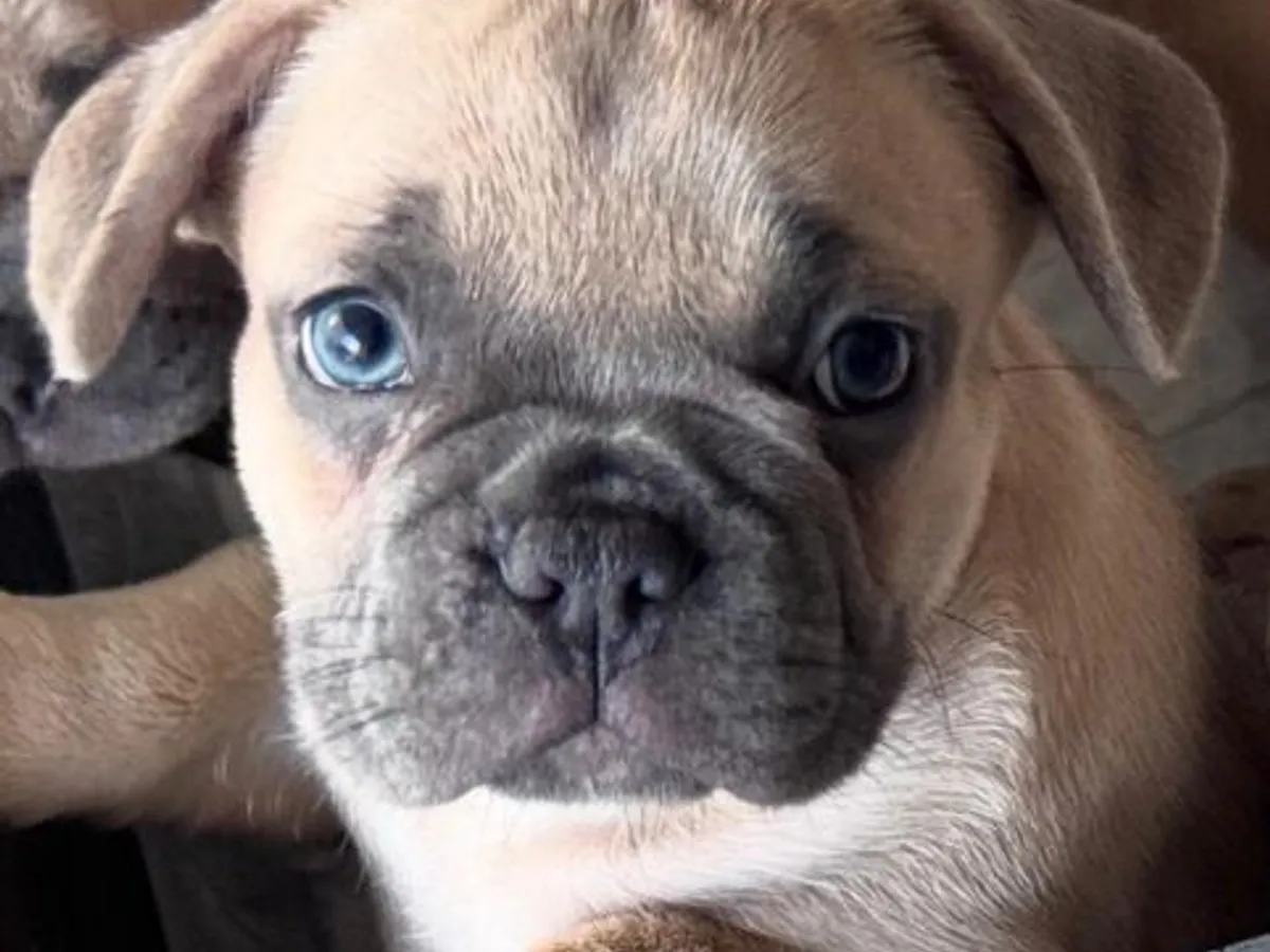 Buldogue Francês Premium – beleza, saúde e tempera