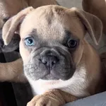 Buldogue Francês Premium – beleza, saúde e tempera 3