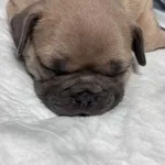 Buldogue Francês Premium – beleza, saúde e tempera 5