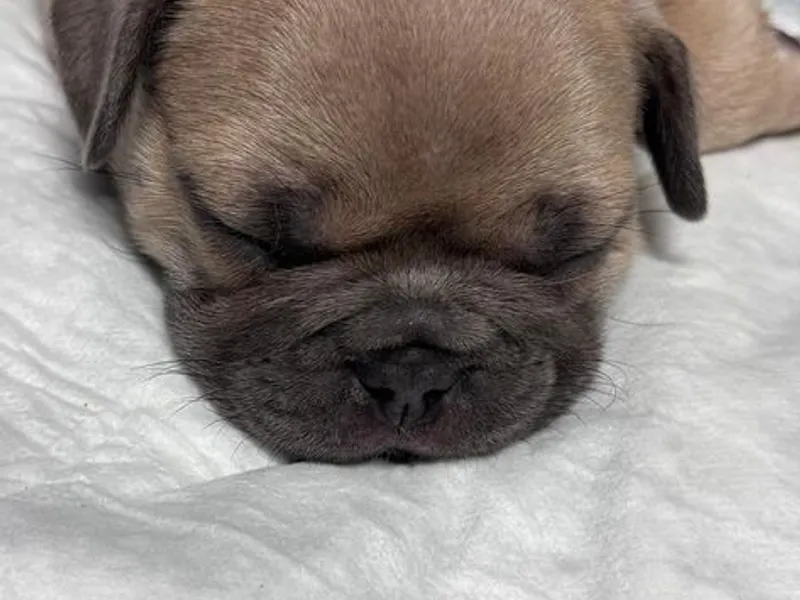 Buldogue Francês Premium – beleza, saúde e tempera