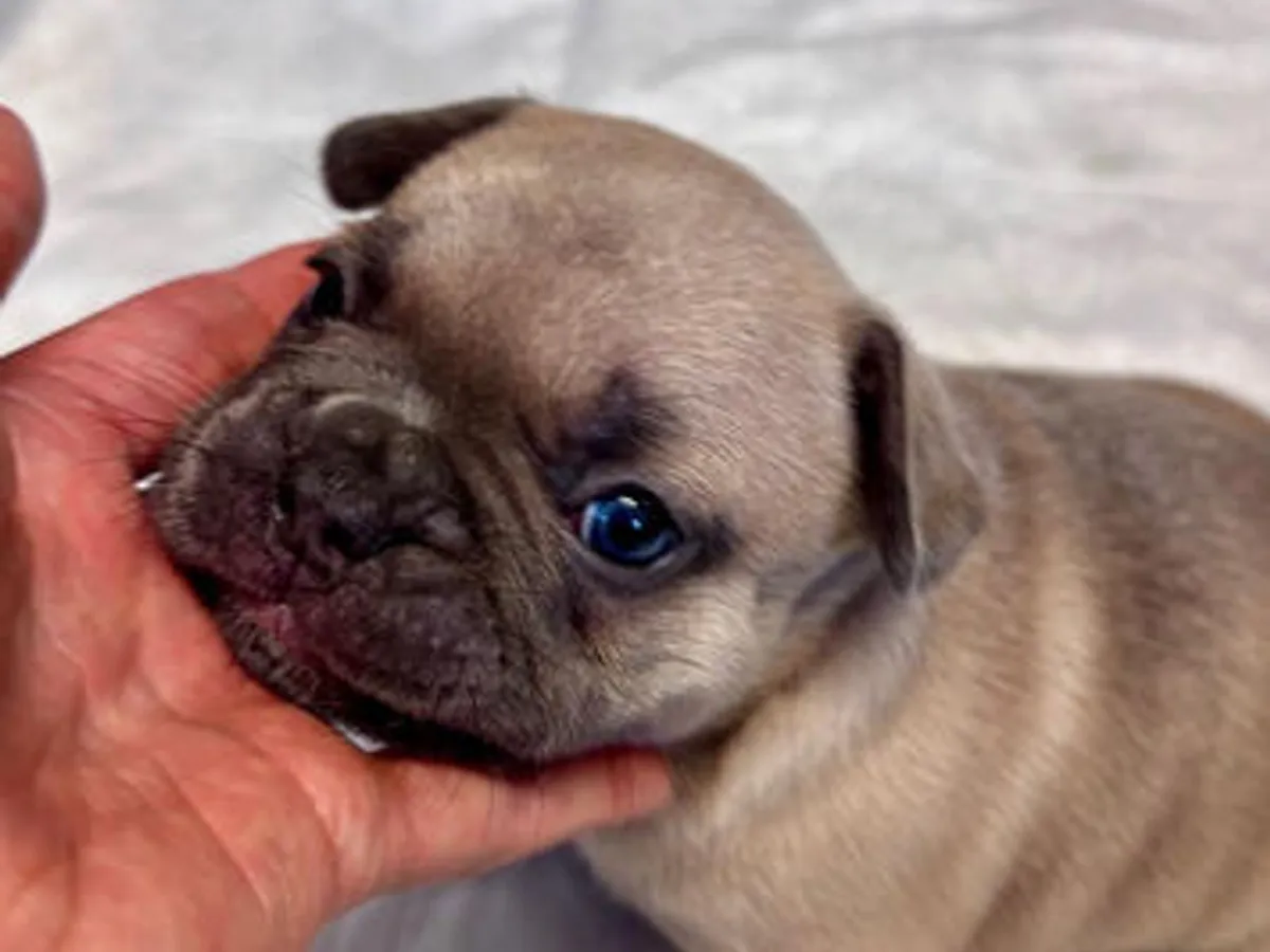 Buldogue Francês Premium – beleza, saúde e tempera