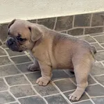 Buldogue Francês Premium – beleza, saúde e tempera 7