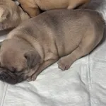 Buldogue Francês Premium – beleza, saúde e tempera 8