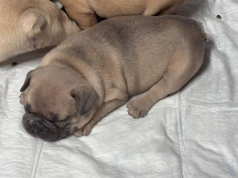 Buldogue Francês Premium – beleza, saúde e tempera