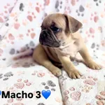 Buldogue Francês Premium – beleza, saúde e tempera 9