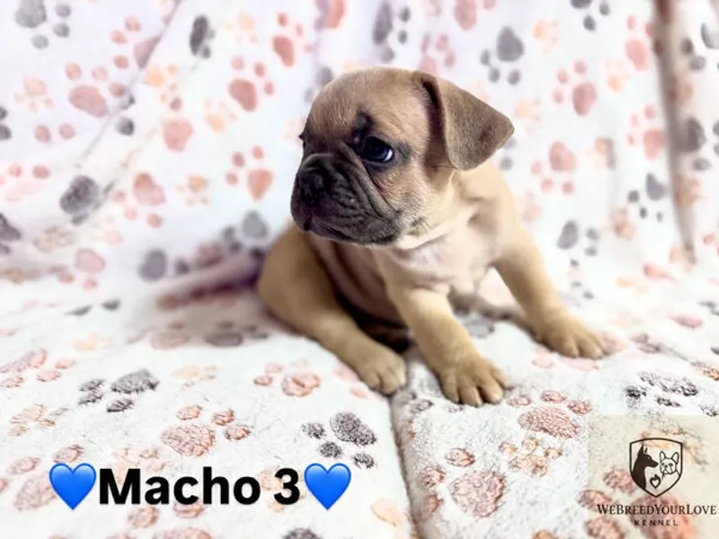 Buldogue Francês Premium – beleza, saúde e tempera