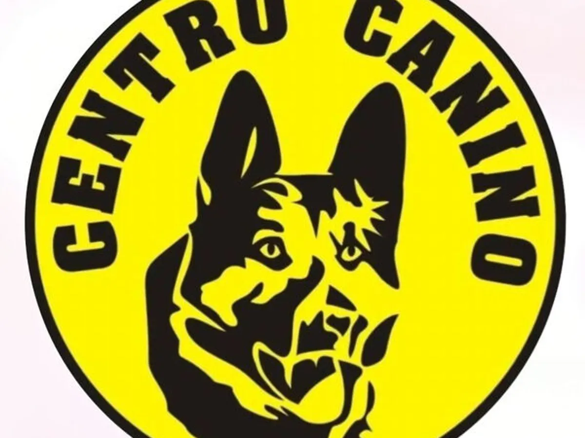 Treino canino porto 