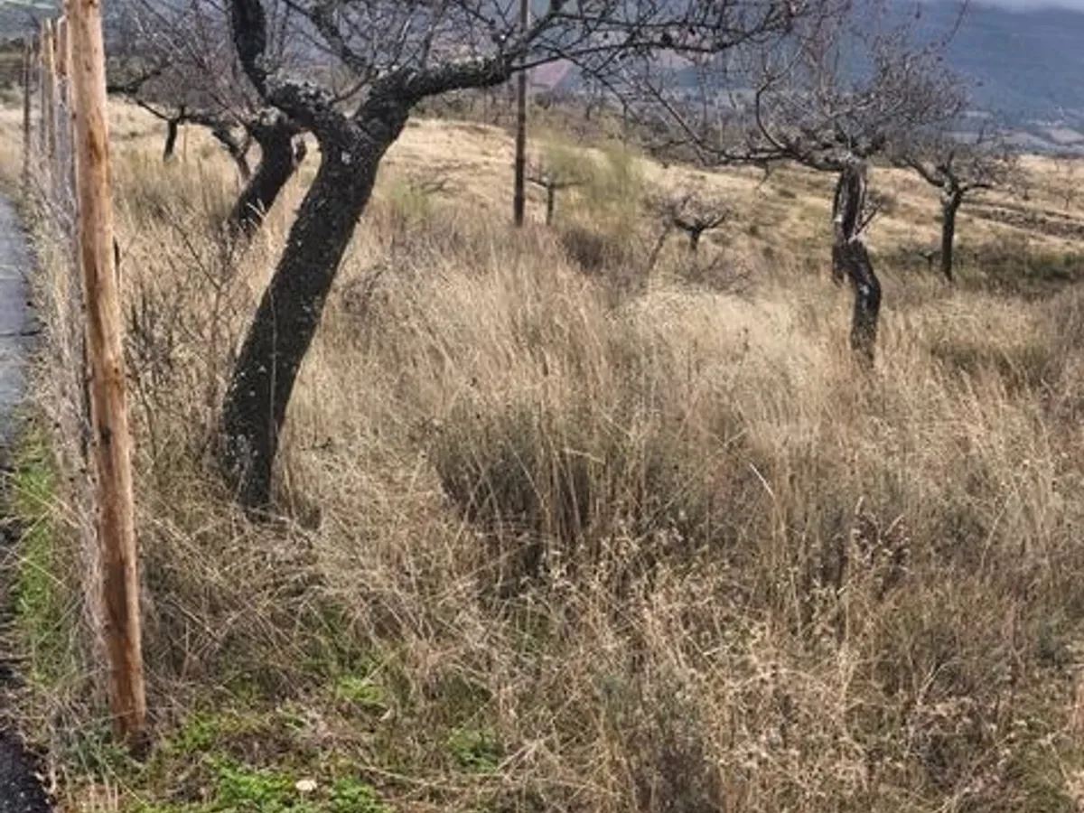 Terreno rústico em sequeiros 