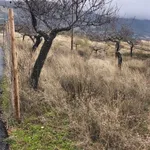 Terreno rústico em sequeiros  7