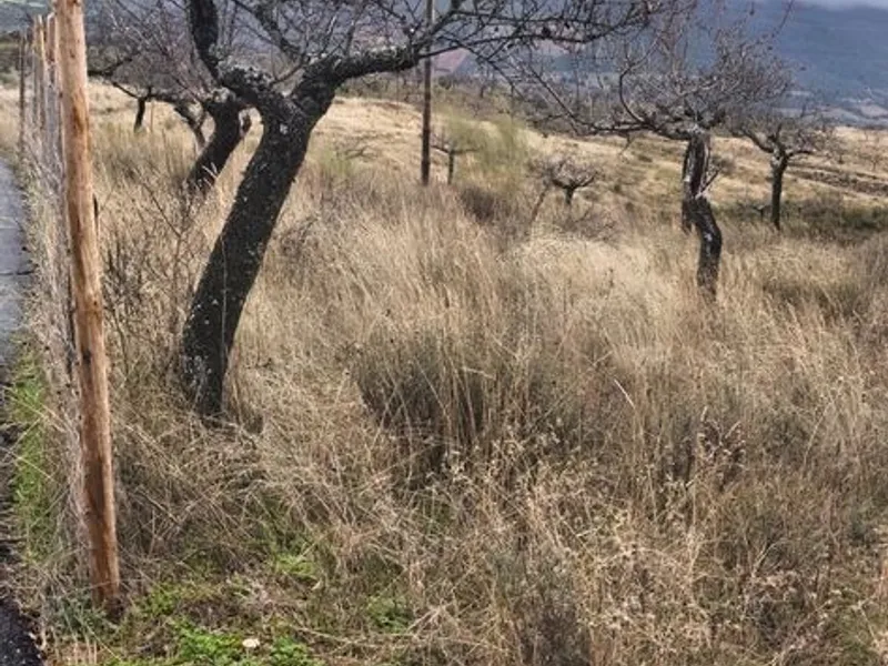 Terreno rústico em sequeiros 